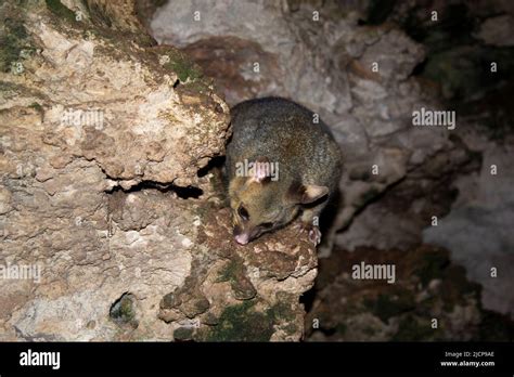 Wild Possum in the Suburbs Stock Photo - Alamy