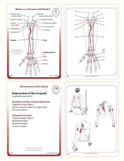 Trail Guide to the Body Textbook - Flashcard Set - Books of Discovery