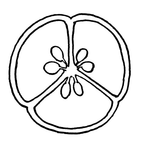 Cross-Section of Flower Ovary | ClipArt ETC