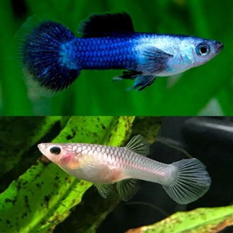 Aquarium Central -Guppies Endler - Blue Panda Dumbo Endler 2-3cm - PAIR ...