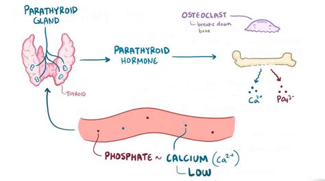 Hypophosphatemia: Video, Anatomy, Definition & Function | Osmosis