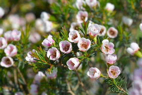 Comment cultiver et soigner la Fleur de cire de Geraldton (Chamelaucium)