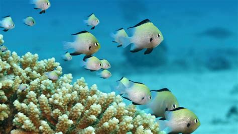 Shoal Of Fish Underwater HD Fish Wallpapers | HD Wallpapers | ID #63237