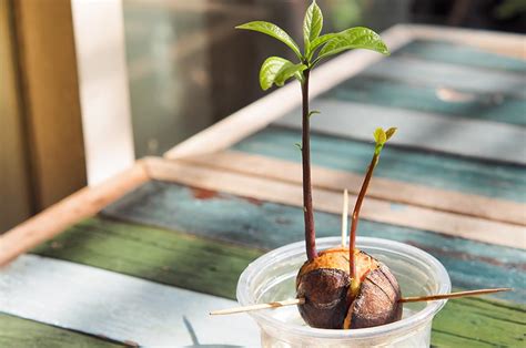 How to Grow an Avocado Tree From a Pit - Farm Flavor