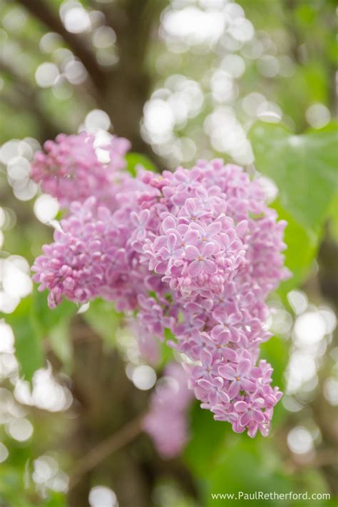 Mackinac Island lilac festival photography Paul Retherford Photographer