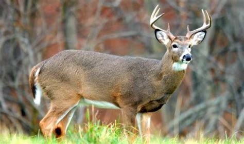 First Case of CWD Found in Pennsylvania Since 2012 | OutdoorHub