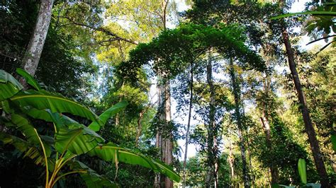 International Day of Forests: 5 reasons why we must protect forests - CGTN