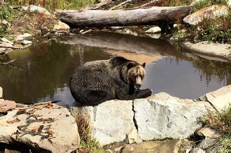 Wildlife Viewing in Yoho National Park