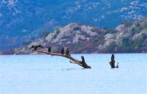 Skadar Lake