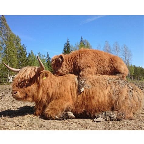 21 Highland Cattle Calf Photos to Bring a Smile to Your Day