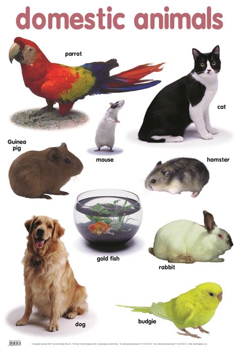 DOMESTIC ANIMALS CHART - Brite Idea