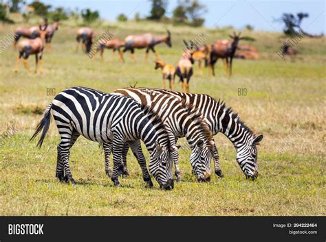 Wild Animals Natural Image & Photo (Free Trial) | Bigstock