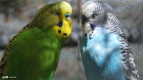 Budgie Wallpapers - Wallpaper Cave