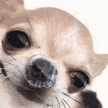 63+ Angry Chihuahua Gif - l2sanpiero