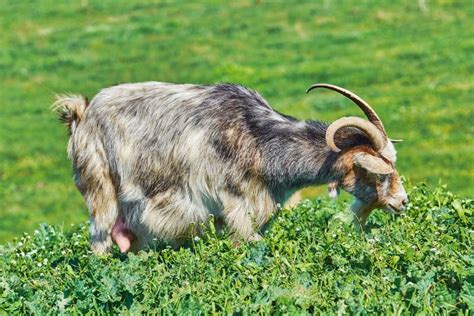 Goat Eating Grass stock image. Image of feeding, herbivore - 109845557