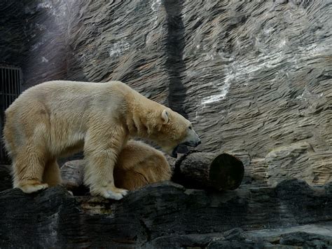 HD wallpaper: polar bear, roar, area, white, animal, mammal, animal ...