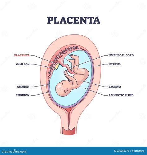 Placenta Anatomical Structure with Inner Organ Part Titles Outline ...