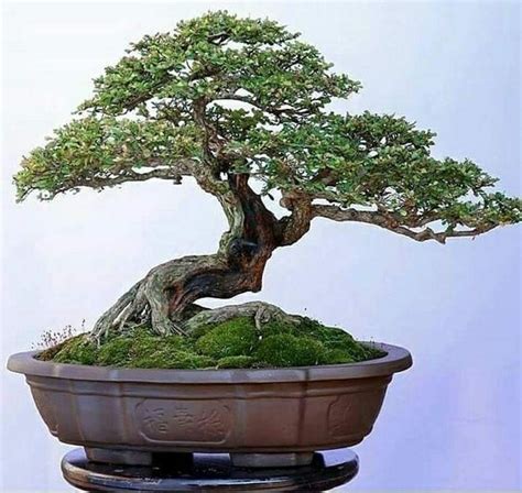 Names Of Bonsai Plants