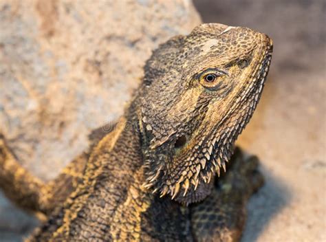 Bearded Dragon From Australia Stock Image - Image of lizard, rare: 5377163