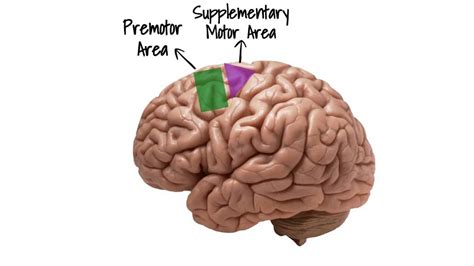 Motor Cortex: Function and Location