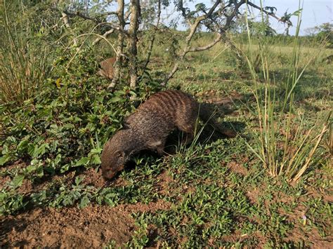 Banded Mongoose [IMAGE] | EurekAlert! Science News Releases