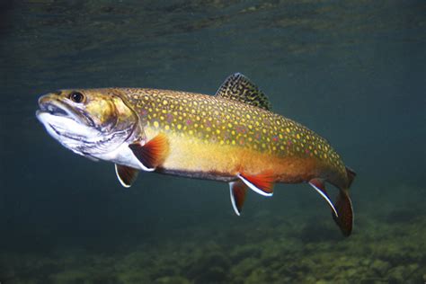 Brook Trout