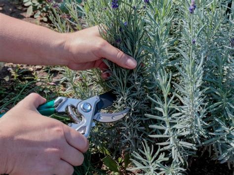 How to Plant, Grow and Care for Lavender | HGTV