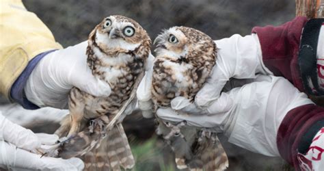 Nesting burrowing owls - eggs-cellent news! - Wildlife Preservation Canada