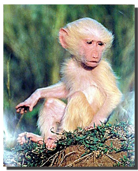 Albino Olive Baboon Poster | Animal Posters