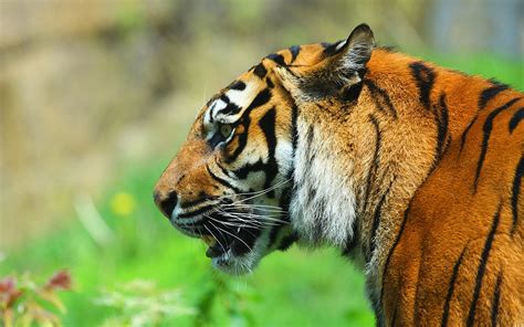 Download wallpaper for 2560x1024 resolution | Tiger face side view, predator | animals ...