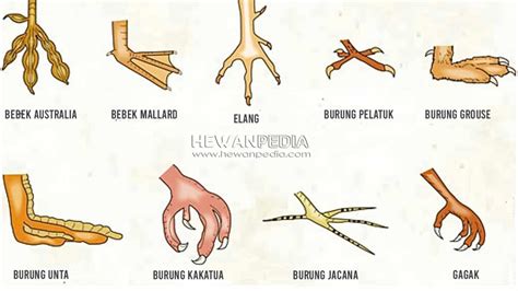 5 Jenis Kaki Burung beserta Contoh dan Penjelasannya - Hewanpedia