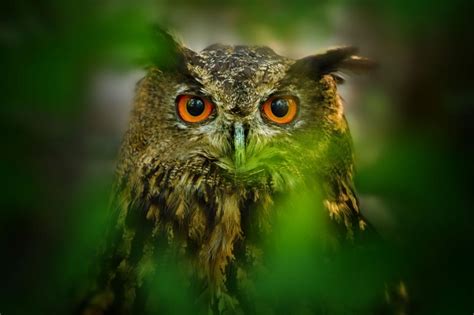 Owl eyes wallpaper | animals | Wallpaper Better