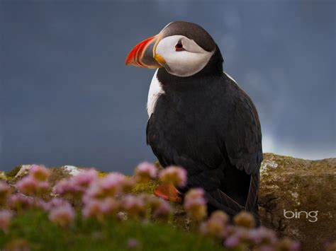 Macareux moine Latrabjarg l'Islande - 1024x768 Fond d'écran Télécharger ...