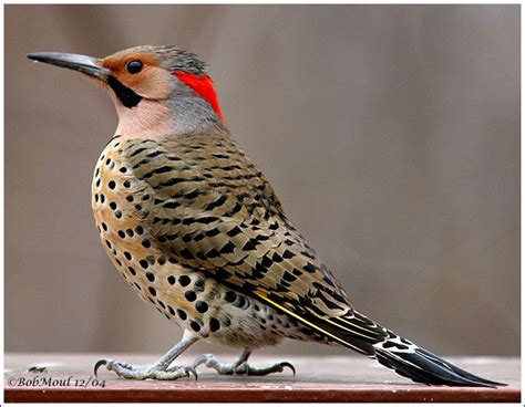 Northern Flicker Habitat | Northern (Common) Flicker - Male | INSPIRATION | Northern flicker ...