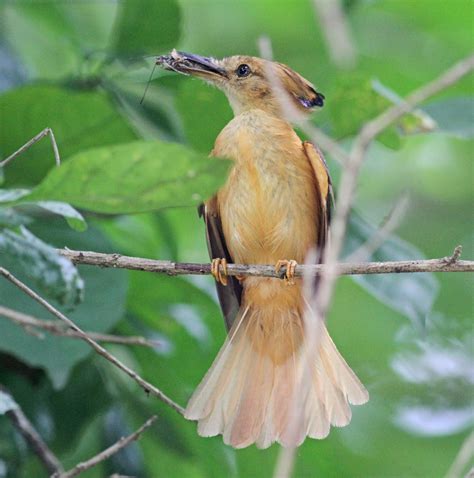 Simon and Karen Spavin: Amazonian Royal-flycatcher