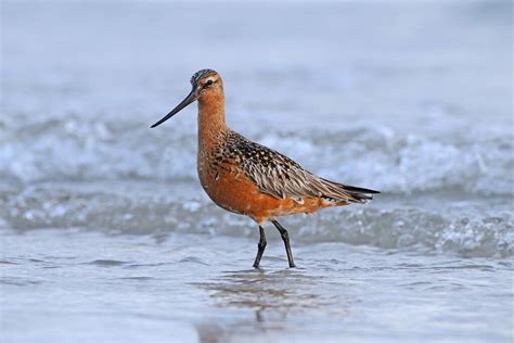 The Godwit’s 7,000-Mile Journey: A Migration That Breaks Records - The ...