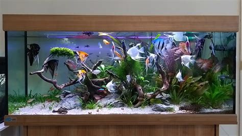 Freshwater Angelfish Tank Setup