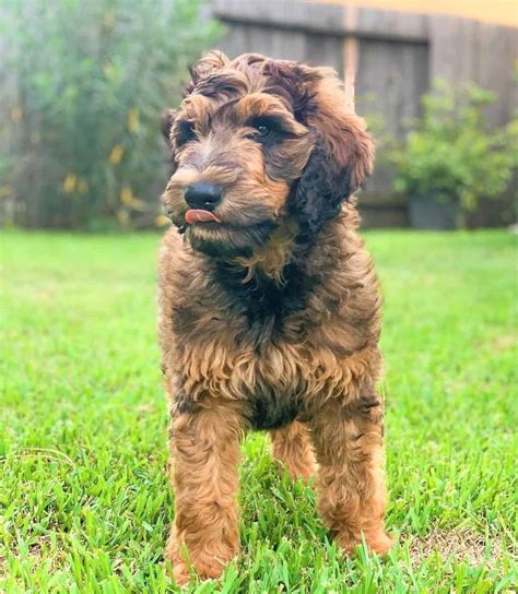 All Goldendoodle Colors and Patterns Explained (With Pictures)