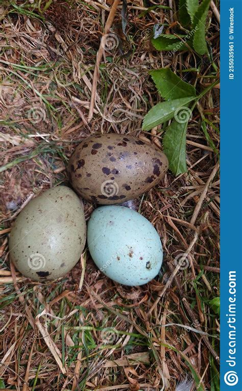 Vertical Shot of Herring Gull Eggs on the Ground of Dry Grass Stock ...