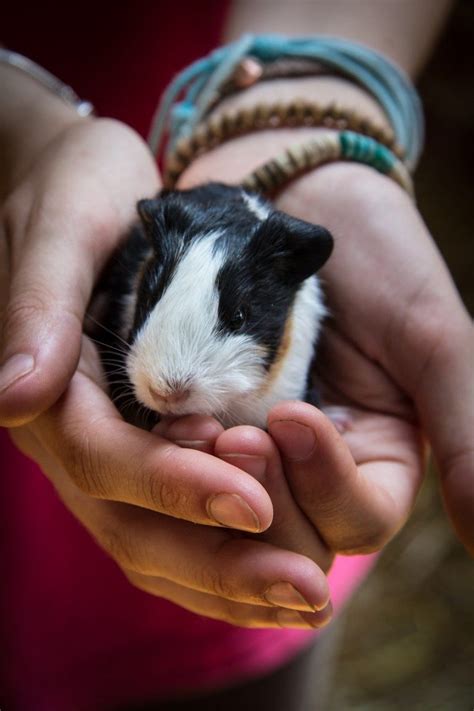 Guinea Pigs Giving Birth - Guinea Pig Center