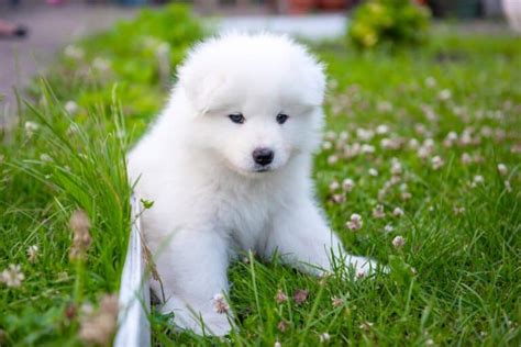 Miniature Samoyed: Do Mini Samoyeds Exist? (With Pictures)