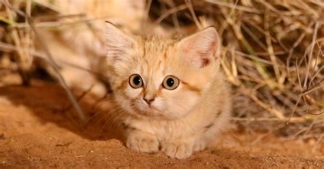 An adorable wild sand cat kitten : aww