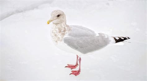 Where We Are Birding – January | Ohio Ornithological Society