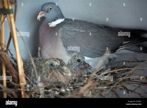 Pigeon nest hi-res stock photography and images - Alamy