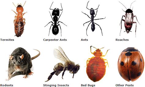 Introduction to Crop Pest - AgriHunt - A Hunt for Agricultural Knowledge