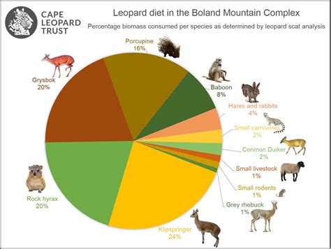 Living on the edge - The Cape Leopard Trust