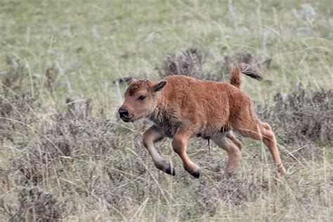 JHP Blog - May 11, 2012 - Bison Calf Running in Yellowstone National ...