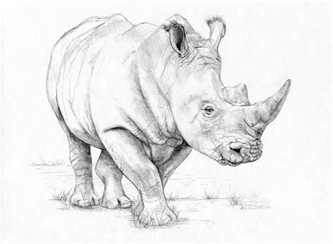 Eli's rhino on Behance