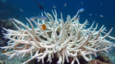 Fish in Lakshadweep tweak feeding habits to deal with coral bleaching