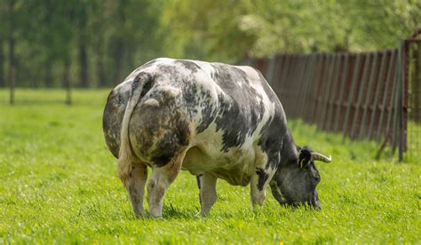 Rare Cattle Breeds - Farmhouse Guide